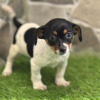 Jack russell
