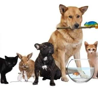 Pet sitter