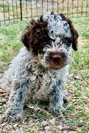 Cuccioli di Lagotto Romagnolo