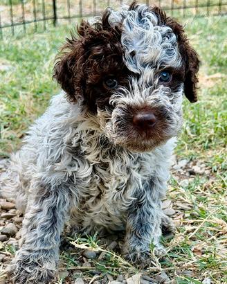 Cuccioli di Lagotto Romagnolo