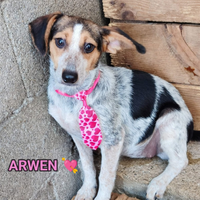 Salva un invisibile "ARWEN"