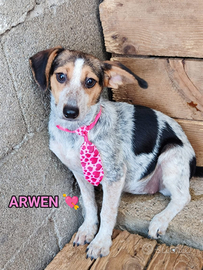 Salva un invisibile "ARWEN"