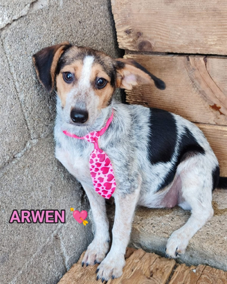 Salva un invisibile "ARWEN"