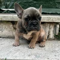 Bulldog francese