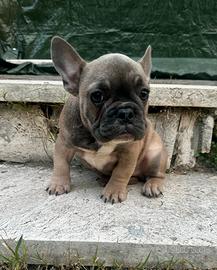 Bulldog francese