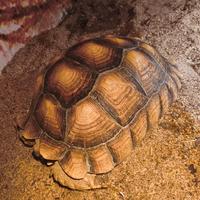 Tartaruga geochelone sulcata