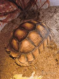 Tartaruga geochelone sulcata