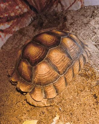 Tartaruga geochelone sulcata