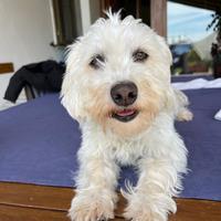 Simil maltesina per cucciolata