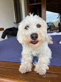 Simil maltesina per cucciolata