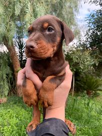 Cuccioli Dobermann