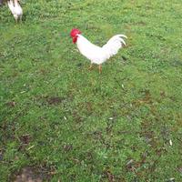 Gallo di Livornese bianca