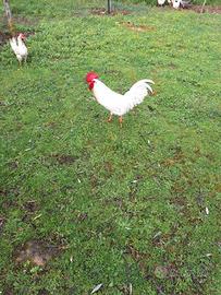 Gallo di Livornese bianca