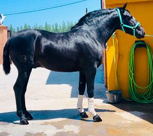 Cavallo Andaluso