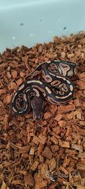 Cinnamon het Hypo