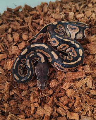 Cinnamon het Hypo