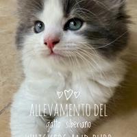 Cuccioli siberiani