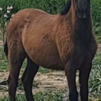 Cavalla/ puledra andalusa