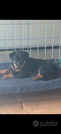 Cuccioli di Beauceron