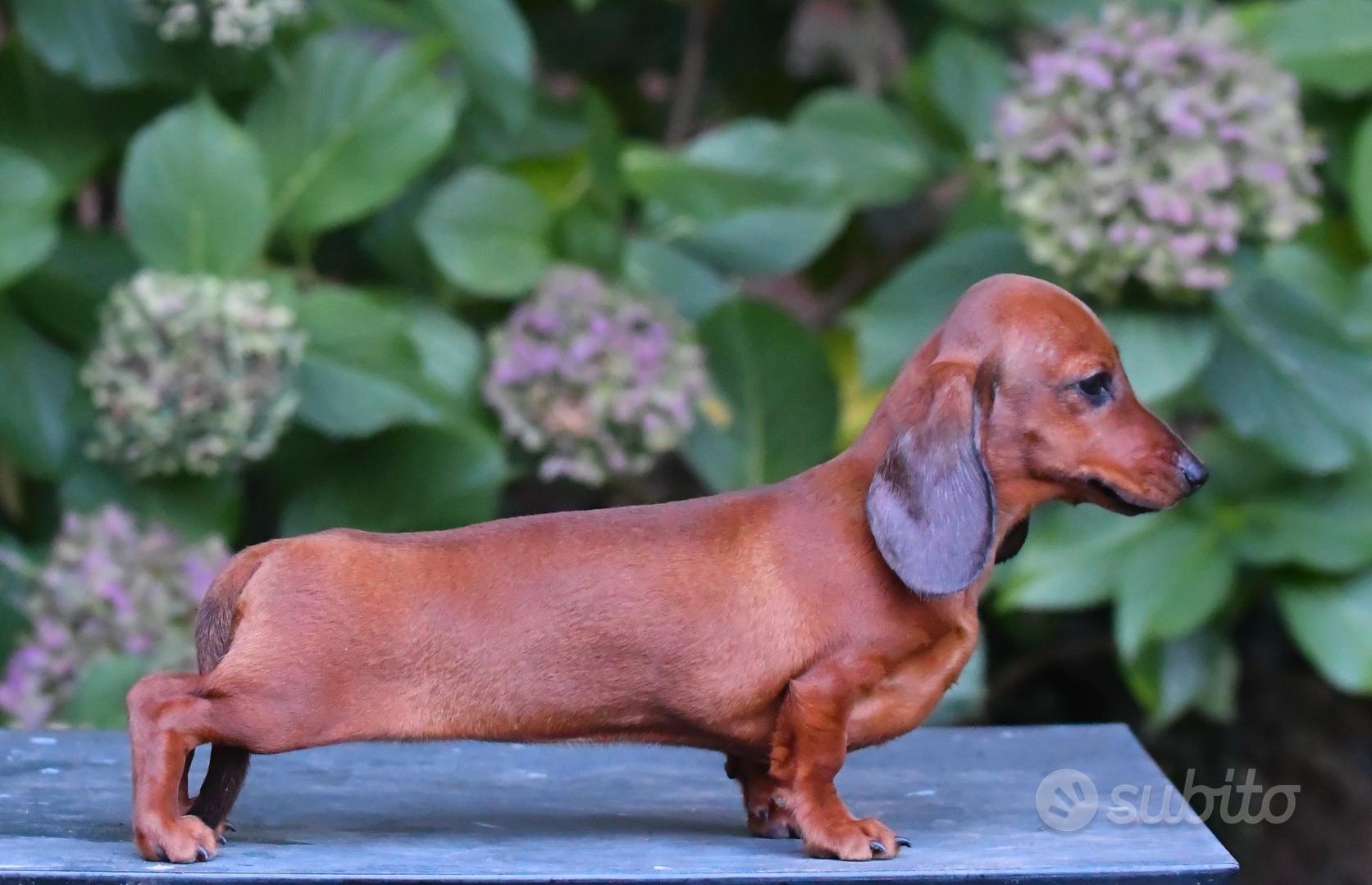 Bassotto kaninchen femmina - Animali In vendita a Torino