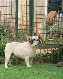 Bulldog francese