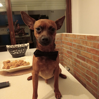 Pincher nano maschio per accoppiamento