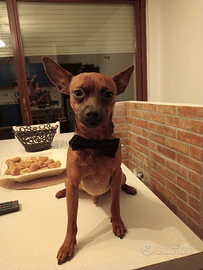 Pincher nano maschio per accoppiamento