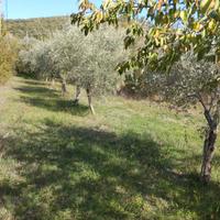 Oliveto con alta rendita olio extra pozzo acqua so