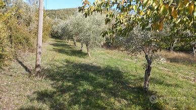 Oliveto con alta rendita olio extra pozzo acqua so