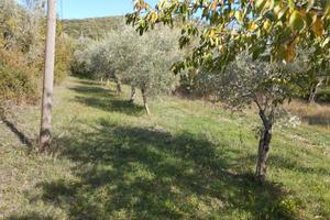 Oliveto con alta rendita olio extra pozzo acqua so