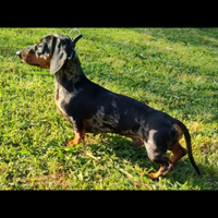 Bassotto nano arlecchino disponibile per monta