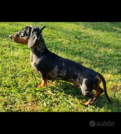 Bassotto nano arlecchino disponibile per monta