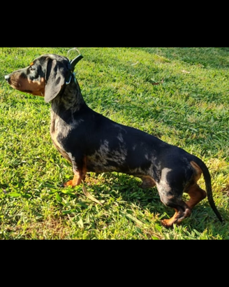 Bassotto nano arlecchino disponibile per monta