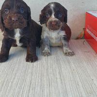 Cocker