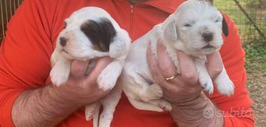 Cuccioli setter Inglese altissima genealogia