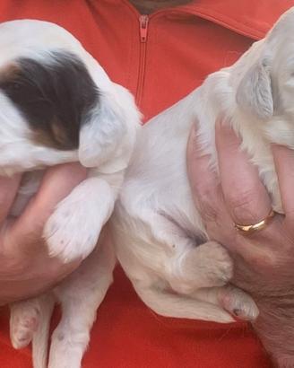 Cuccioli setter Inglese altissima genealogia