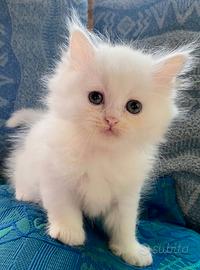 Gattina persiano normotipo