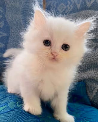 Gattina persiano normotipo