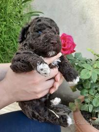 Lagotto romagnolo
