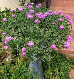 Succulenta Lampranthus spectabilis fiori rosa