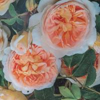 Pianta Rosa Arancio h 30 cm Vaso 14 rifiorente