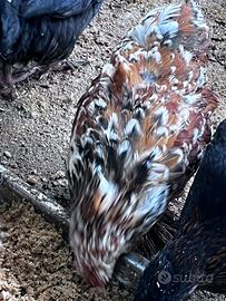 Cocincina nana millefiori