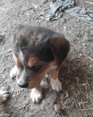 Cani cucciolotti