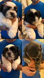 Cuccioli di Shitsu