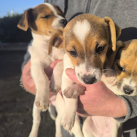 Cuccioli di Jack Russel