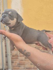 american bully esotik 