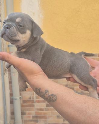 american bully esotik 