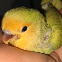 Dolcissimo inseparabile allevato a mano
