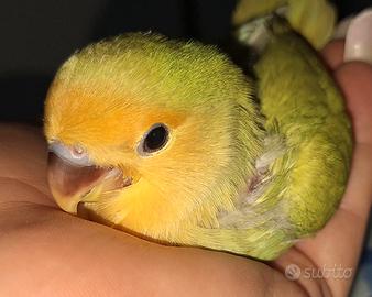 Dolcissimo inseparabile allevato a mano