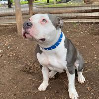 Meravigliosa american bully- Maschio per monta